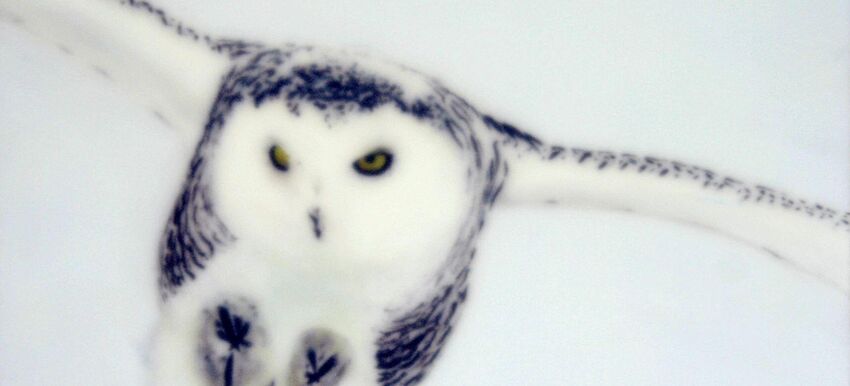 Deer Blind|Frozen Skin