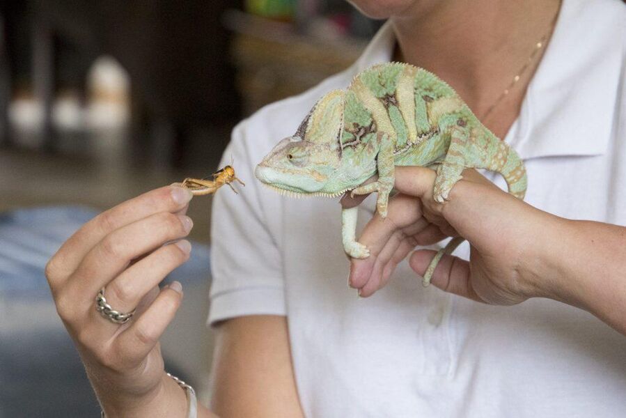 Jungle in de bieb (5+)